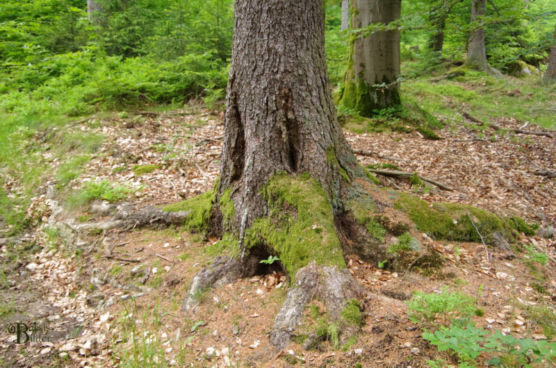 Foto eines Baumes, dessen Löcher im Stamm wie zwei langgezogene Augen aussehen und die Wurzeln wie ein Bart der über den Boden wächst wirkt. (c) Babsi Becken